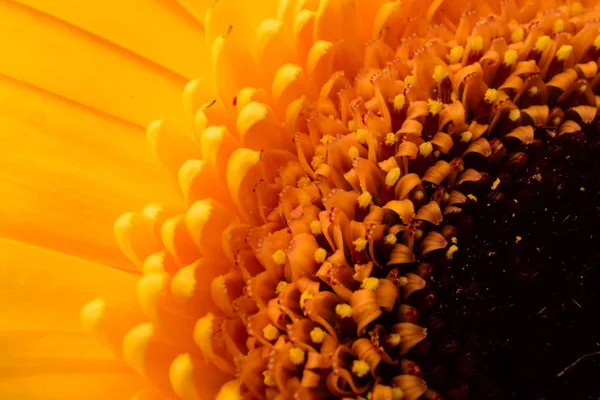 美しい花ガーベラ クローズ アップの中心 — ストック写真