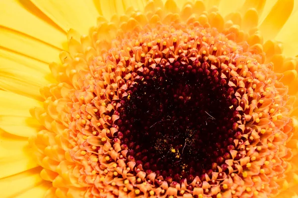 美しいガーベラの花クローズ アップ — ストック写真