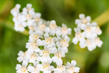 Yeşil zemin üzerine beyaz yaprakları ile güzel çiçekler