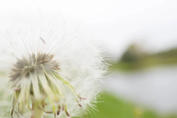 Big dandelion on blur background — Stock Photo, Image