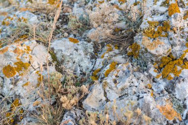 Kuru moss ile taş dokusu