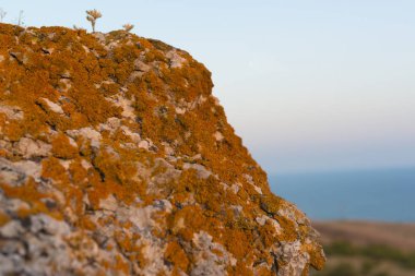 Kuru moss ve arka plan üzerinde deniz ile Taş dokusu