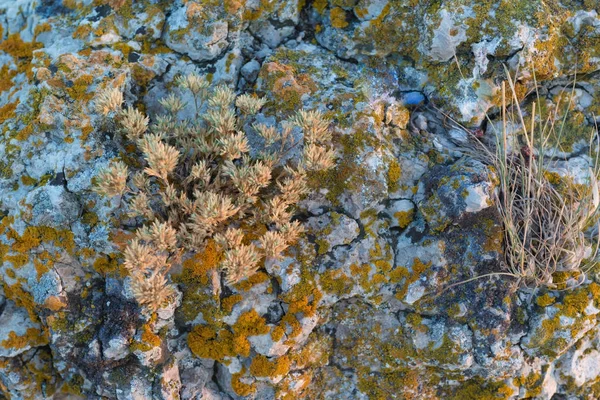 La texture della pietra con muschio e piante — Foto Stock