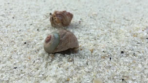 Cangrejo ermitaño en una playa en el mar — Vídeo de stock