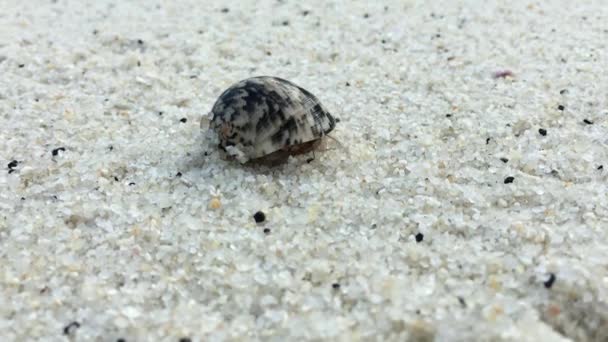 Hermite Crabe sur une plage en mer 