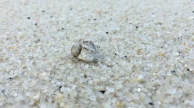 Pavurya deniz bir plajda