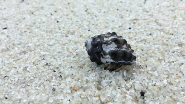 Caranguejo eremita em uma praia no mar — Vídeo de Stock