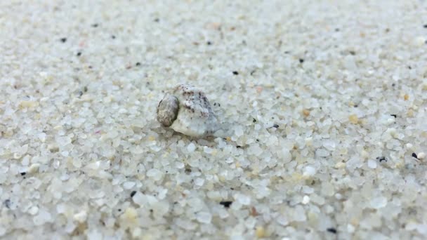 Ερημίτης κάβουρας σε μια παραλία στη θάλασσα — Αρχείο Βίντεο