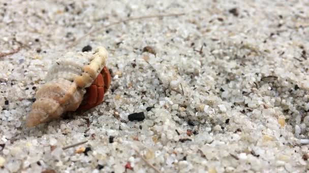 Eremit krabba på en strand i havet — Stockvideo