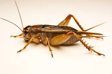 Yakın çekim fotoğraf arka planda kriket jest