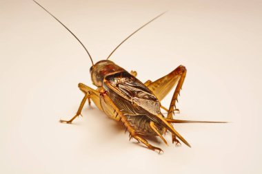 Yakın çekim fotoğraf arka planda kriket jest