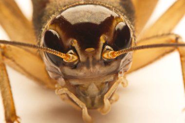 Yakın çekim fotoğraf arka planda kriket jest
