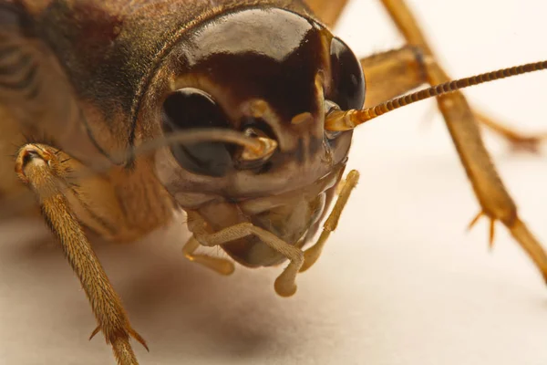 特写照片的背景上的蟋蟀笔势 — 图库照片