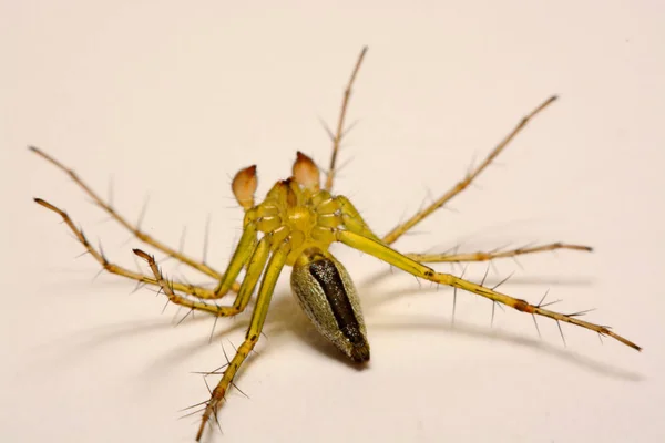 Araña saltando. Un primer plano de una araña saltadora . —  Fotos de Stock