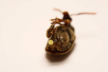 Sagra femorata purpurea Lichtenstein, üç renkli büyük ayaklı