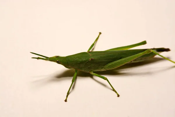 Cavalletta verde su sfondo bianco — Foto Stock