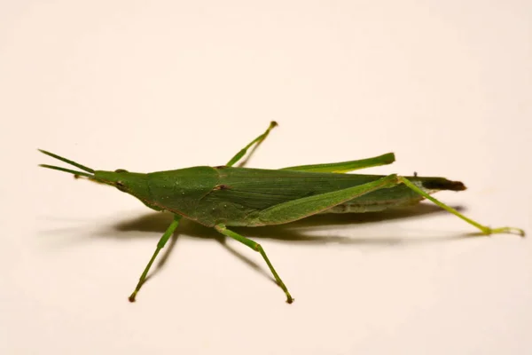 Zielony konik polny na białym tle — Zdjęcie stockowe