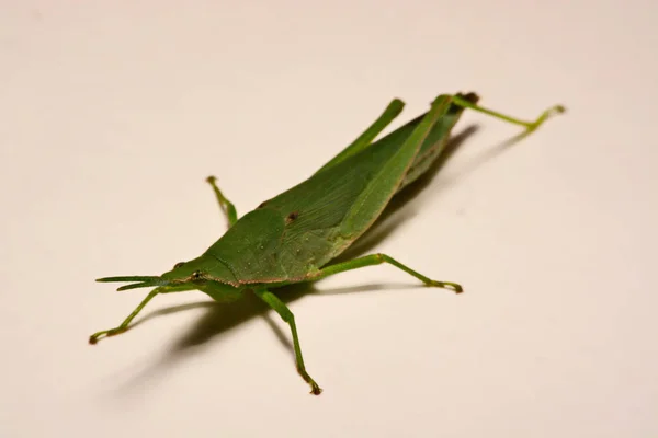 Green grasshopper on a white background — Stock Photo, Image