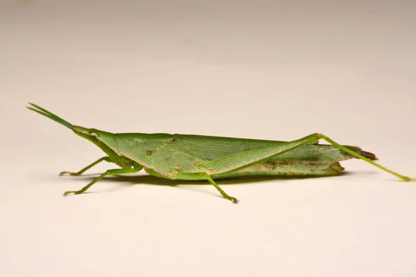 Cavalletta verde su sfondo bianco — Foto Stock