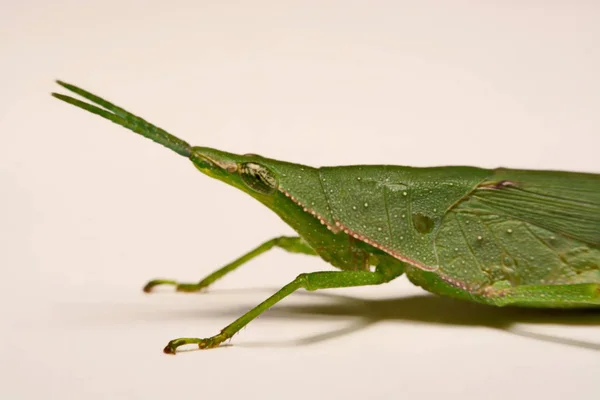 Saltamontes verdes sobre un fondo blanco — Foto de Stock