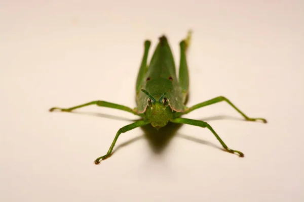 하얀 배경에 푸른 메뚜기 — 스톡 사진
