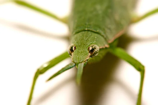 Green grasshopper on a white background — Stock Photo, Image