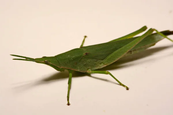 Cavalletta verde su sfondo bianco — Foto Stock