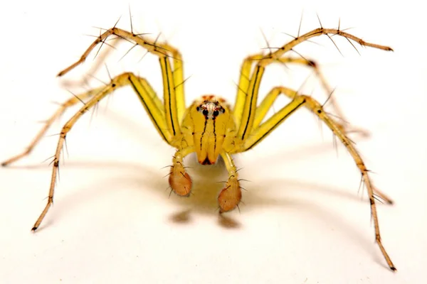 Springspinne. Nahaufnahme einer springenden Spinne. — Stockfoto