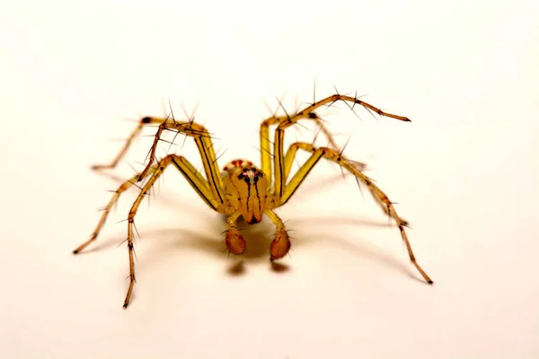 Örümcek atlama. A yakın çekim atlama bir örümcekten. — Stok fotoğraf