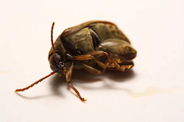 Sagra femorata purpurea Lichtenstein, grote Tricolor-legged — Stockfoto