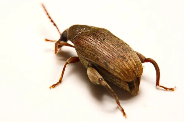 Sagra femorata purpurea Lichtenstein, Tricolor de pernas grandes — Fotografia de Stock