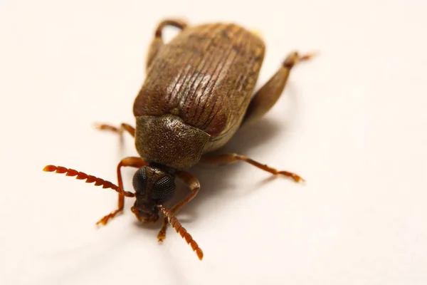 Sagra femorata purpurea Lichtenstein, grote Tricolor-legged — Stockfoto