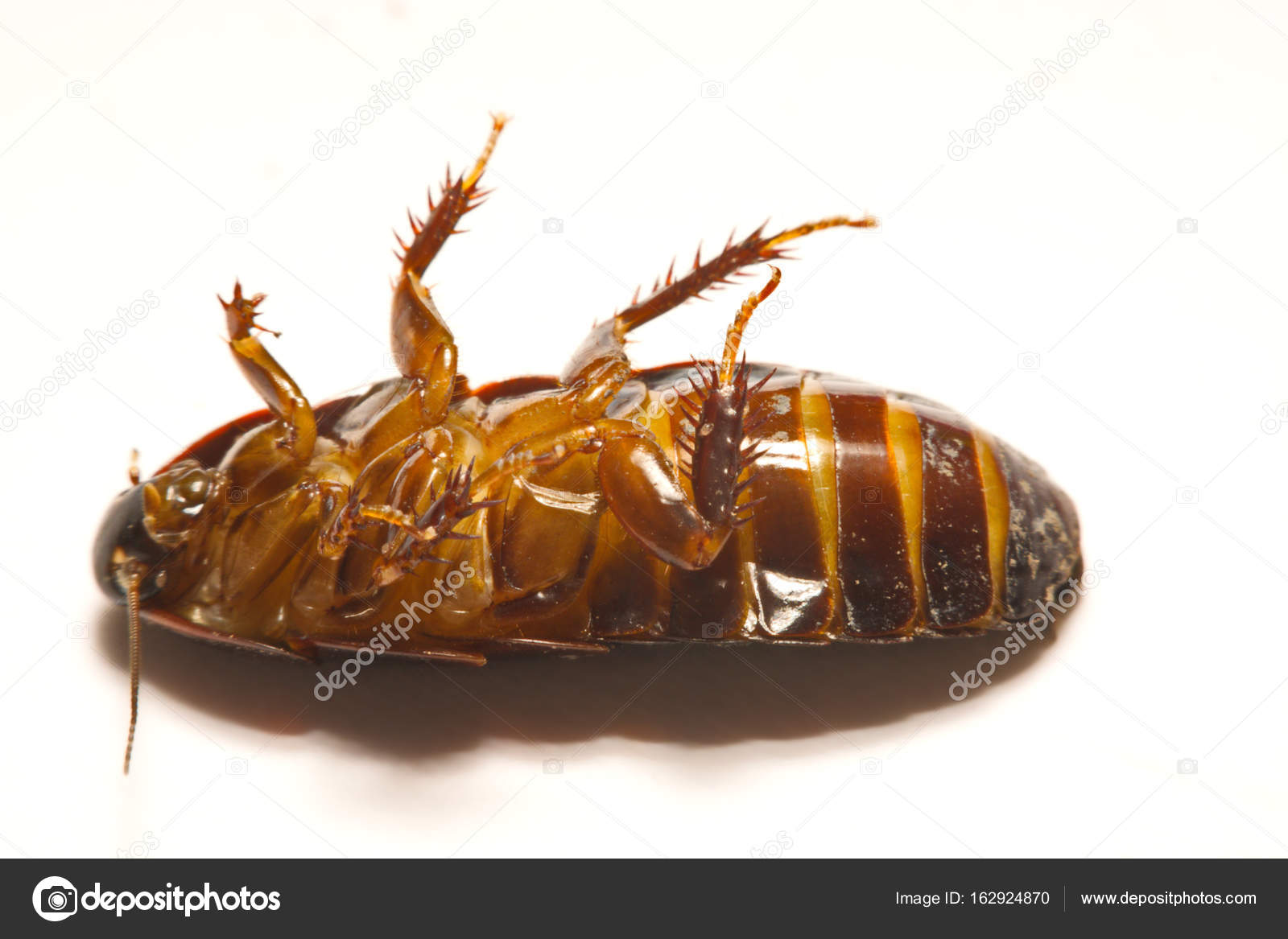 Australian giant burrowing cockroach on white background — Stock Photo