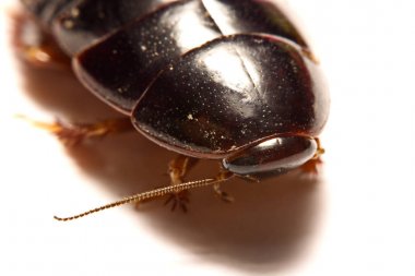 Beyaz zemin üzerine Avustralya dev tavşan çukuru Hamam böceği