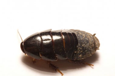 Beyaz zemin üzerine Avustralya dev tavşan çukuru Hamam böceği