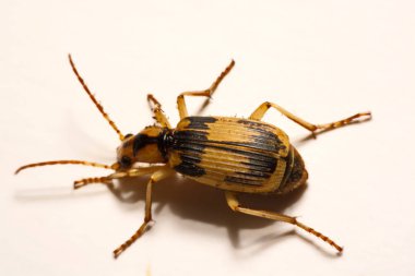 Bombardier böcekleri düz bir zemin üzerine.