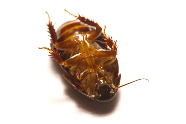 Australian giant burrowing cockroach on white background — Stock Photo, Image