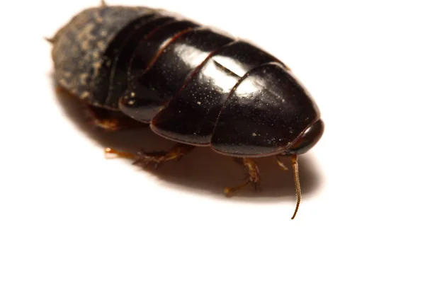 澳大利亚巨型的穴居蟑螂，白色背景上 — 图库照片