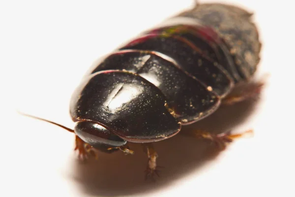 Cucaracha excavadora gigante australiana sobre fondo blanco — Foto de Stock