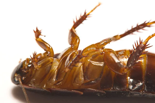 Αυστραλιανή γίγαντας τρώσης κατσαρίδα σε λευκό φόντο — Φωτογραφία Αρχείου