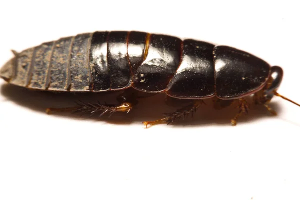 Barata burrowing gigante australiana no fundo branco — Fotografia de Stock