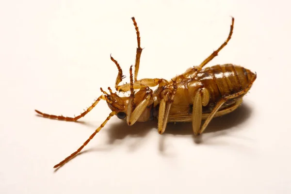 Bombardier beetles on a smooth background. — Stock Photo, Image