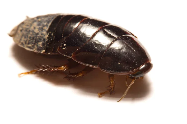 Barata burrowing gigante australiana no fundo branco — Fotografia de Stock