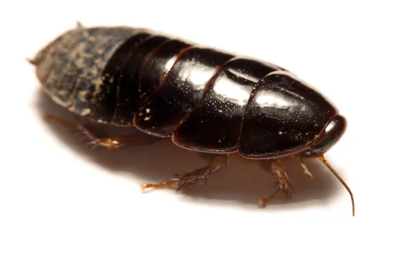 澳大利亚巨型的穴居蟑螂，白色背景上 — 图库照片