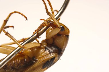 Bombardier böcekleri düz bir zemin üzerine.