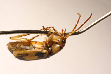 Bombardier böcekleri düz bir zemin üzerine.