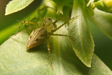 Örümcek atlama. A yakın çekim atlama bir örümcekten.