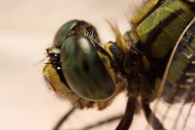 yusufçuk doğada. Makro doğa hayvan