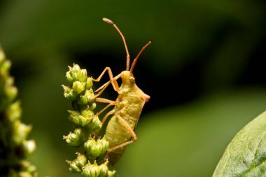 Doğa görüntü böcek hayat ayrıntılarını gösteren: portre / makro 