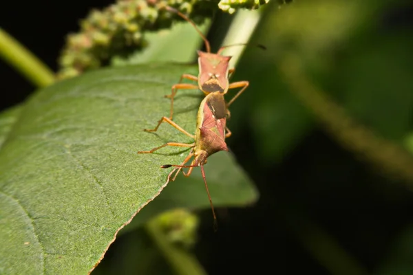 Immagine della natura che mostra i dettagli della vita degli insetti: primo piano / macro di — Foto Stock